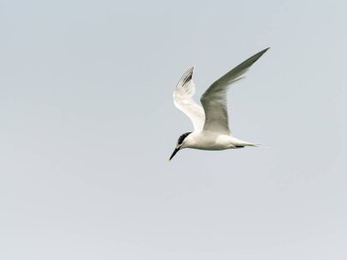 Bulutlu gökyüzünde genç sandviç tern (Thalasseus sandvicensis)