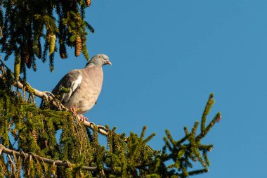 Bir köknar ağacında oturan bir güvercin (Columba palumbus)