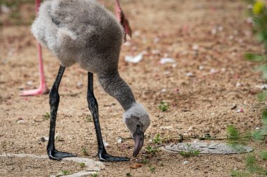 Bir hayvanat bahçesinde (Viyana, Avusturya) genç bir Flamingo 'nun (Phoenicopterus gülü) portresi, sonbaharda bulutlu bir gün