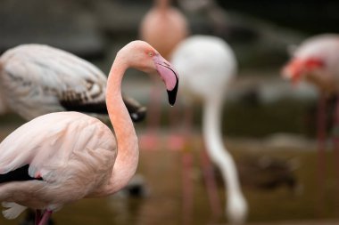 Bir hayvanat bahçesinde (Viyana, Avusturya) bir Büyük Flamingo 'nun Portresi (Phoenicopterus gülü), sonbaharda bulutlu bir gün