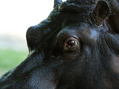 Bir hayvanat bahçesinde (Viyana, Avusturya) bir Hippo 'nun (Hippopotamus amfibisinin) yakın plan portresi)