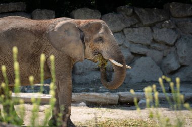 Bir hayvanat bahçesinde (Viyana, Avusturya) bir Afrika fili (Loxodonta africana), yazın güneşli bir gün
