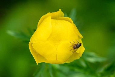 Avusturya Alplerinde bir yerkürenin (Trollius europaeus, Ranunculaceae) yakın çekimi