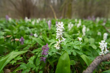 Bahar mevsiminde beyaz ve mor Corydalis kava çiçekleriyle kaplı yaprak döken bir ormanın zemini.