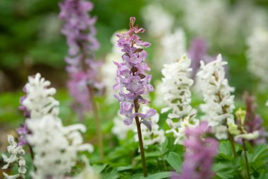 Bahar mevsiminde beyaz ve mor Corydalis kava çiçekleriyle kaplı yaprak döken bir ormanın zemini.