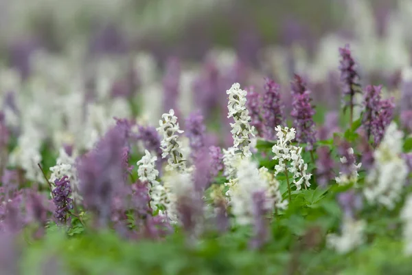 Terreno Bosque Caducifolio Cubierto Flores Corydalis Cava Blancas Moradas Primavera — Foto de Stock