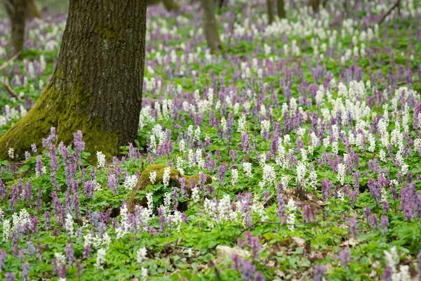 Sol Une Forêt Caduque Couverte Fleurs Blanches Violettes Corydalis Cava — Photo