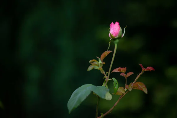 Primer Plano Flor Una Rosa Rosada Con Gotas Agua — Foto de Stock
