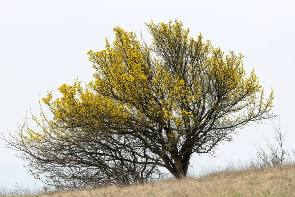 Квітуча Кукурудзяна Вишня Cornus Mas Похмурий День Навесні — стокове фото