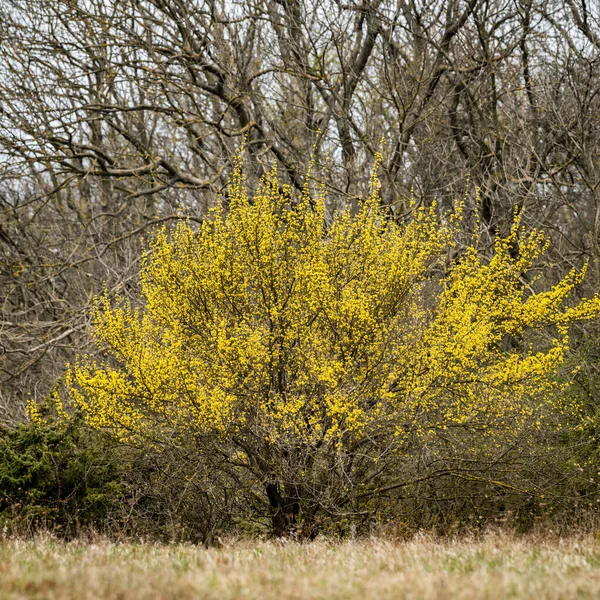 Una Cornalina Cerezo Floreciente Cornus Mas Día Nublado Primavera —  Fotos de Stock