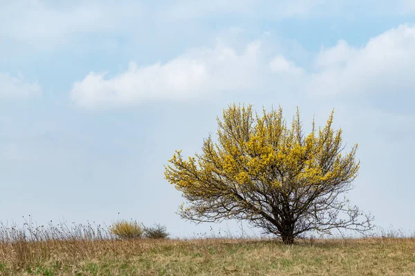 Квітуча Кукурудзяна Вишня Cornus Mas Похмурий День Навесні — стокове фото