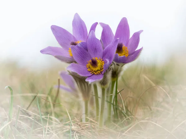 Primo Piano Fiore Pasquale Selvatico Pulsatilla Vernalis Primavera Austria — Foto Stock