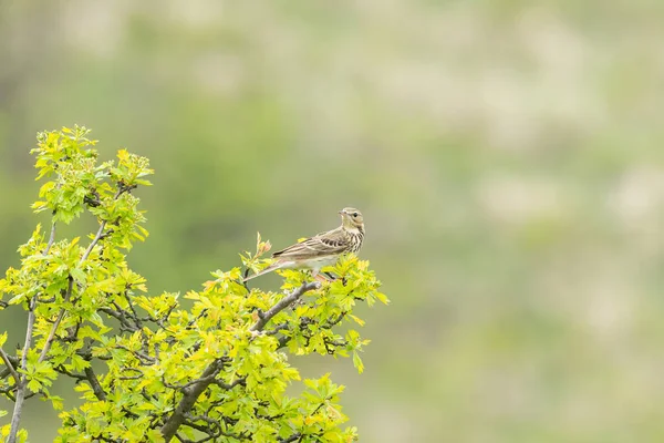 Potrubí Stromu Anthus Trivialis Sedící Keři Zamračený Den Jaře Waschberg — Stock fotografie