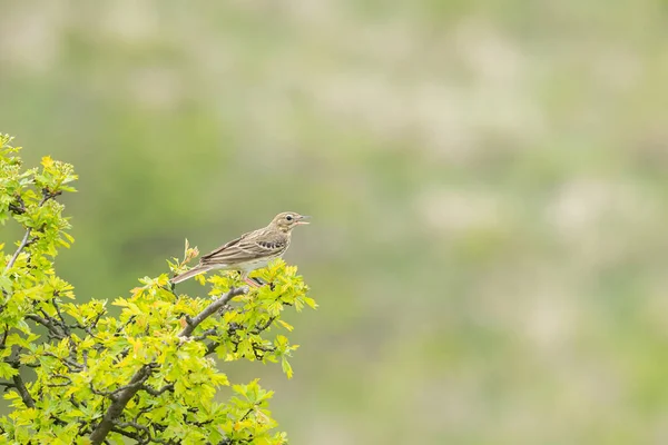 Ein Baumpieper Anthus Trivialis Sitzt Auf Einem Gebüsch Bewölkter Frühlingstag — Stockfoto