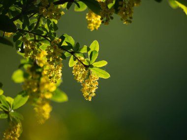 Sıradan böğürtlenin sarı çiçeklerinin yakın çekimi, ilkbahar sabahı güneşli.