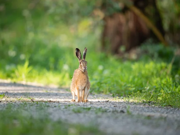 Een Europese Haas Een Klein Weggetje Het Bos Zonnige Lentedag — Stockfoto