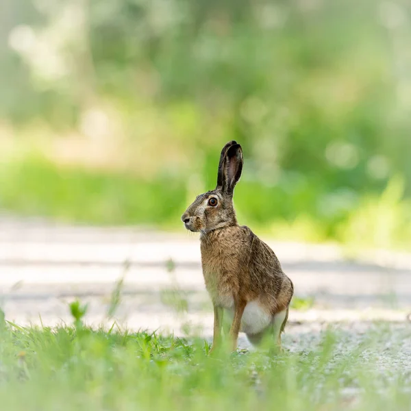 Una Lepre Europea Seduta Una Piccola Strada Nel Bosco Giornata — Foto Stock