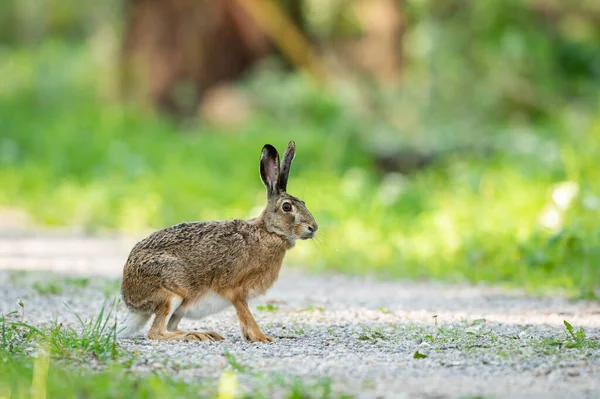 European Hare Sitting Small Road Forest Sunny Day Spring Vienna — стоковое фото