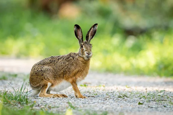 Una Lepre Europea Seduta Una Piccola Strada Nel Bosco Giornata — Foto Stock