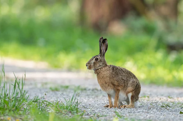 European Hare Sitting Small Road Forest Sunny Day Spring Vienna — стоковое фото