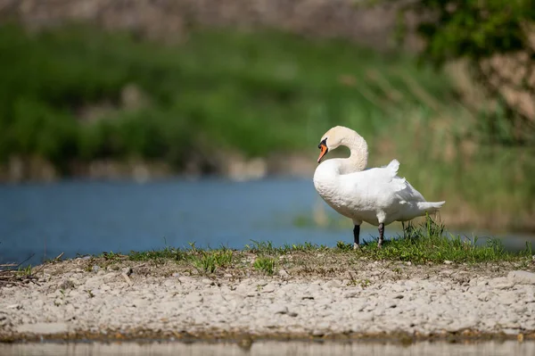 Mute Swan Standing Small Island River Sunny Day Spring Vienna — стоковое фото