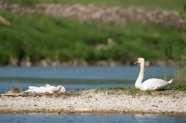 Pair Mute Swans Small Island River Sunny Day Springtime Vienna —  Fotos de Stock