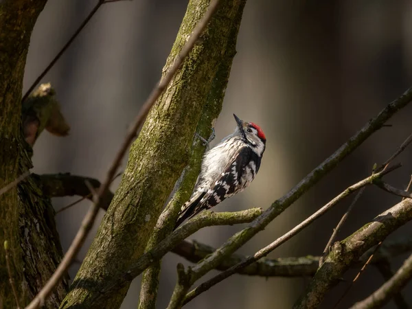 Ein Buntspecht Auf Einem Kleinen Baum Sitzend Sonniger Frühlingstag Laubwald — Stockfoto