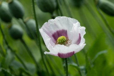 Yazın beyaz ve mor gelincik çiçeğinin kapanışı, Güney Tyrol Alplerinde güneşli bir gün (İtalya)