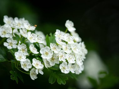 Yaygın bir şahin dikeni (Crataegus monogyna) çiçeklerinin yakın çekimi, Viyana 'da ilkbahar (Avusturya))