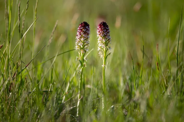 Spálená Orchidej Neotinea Ustulata Slunečného Jarního Dne Zelená Louka Vídeň — Stock fotografie