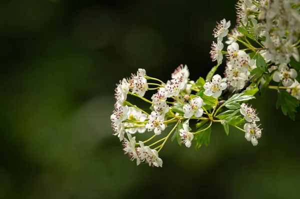 Gros Plan Des Fleurs Une Aubépine Commune Crataegus Monogyna Printemps — Photo