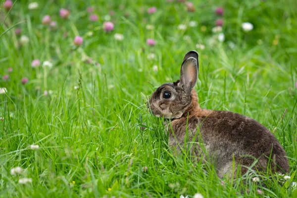 Lapin Nain Mignon Brun Dans Une Prairie Verte Trèfle Rouge — Photo