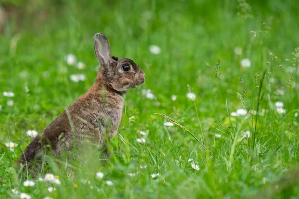 Hnědý Roztomilý Trpasličí Králík Zelené Louce Červenobílý Jetel Zamračený Den — Stock fotografie