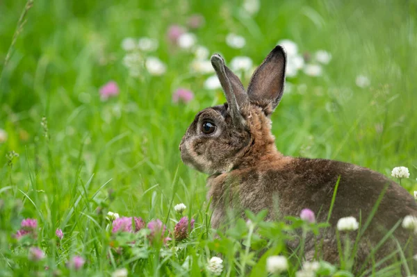 Brown Cute Dwarf Rabbit Green Meadow Red White Clover Cloudy — Stock Photo, Image