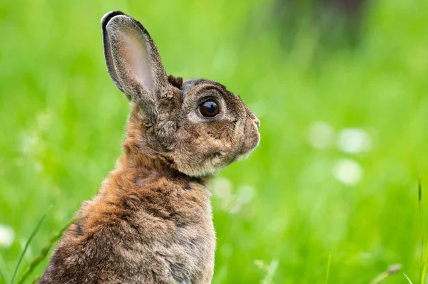 Brown Cute Dwarf Rabbit Green Meadow Red White Clover Cloudy — Stock Photo, Image