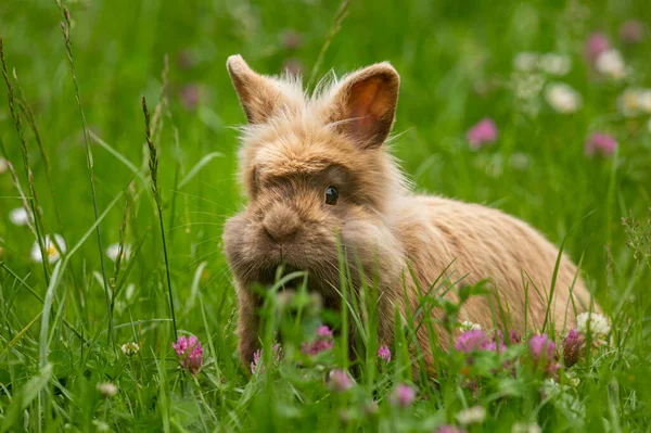 Lindo Conejo Enano Marrón Prado Verde Trébol Rojo Blanco Día —  Fotos de Stock