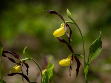 İlkbaharda, Avusturya 'da bir Lady' s terlik orkidesinin (Cypripedium calceolus) yakın çekimi