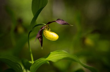 İlkbaharda, Avusturya 'da bir Lady' s terlik orkidesinin (Cypripedium calceolus) yakın çekimi