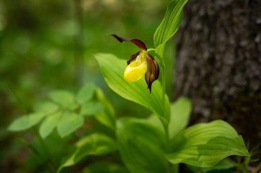 İlkbaharda, Avusturya 'da bir Lady' s terlik orkidesinin (Cypripedium calceolus) yakın çekimi