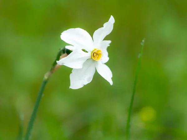 Narciso Floreciente Narcissus Radiiflorus Creciendo Prado Día Lluvioso Verano Alpes —  Fotos de Stock