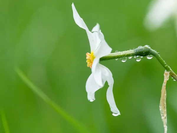 Narciso Floreciente Narcissus Radiiflorus Creciendo Prado Día Lluvioso Verano Alpes — Foto de Stock