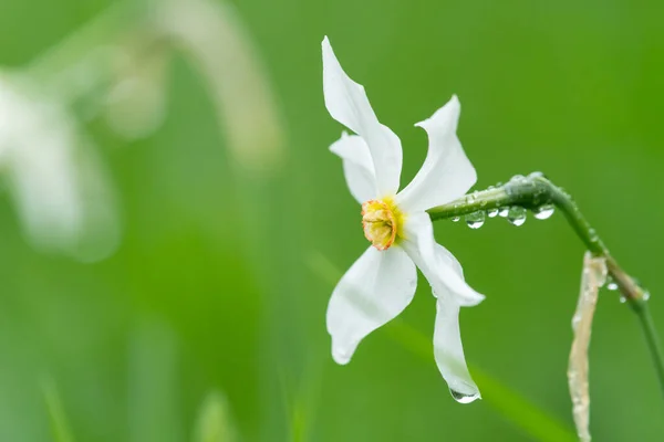 Narciso Floreciente Narcissus Radiiflorus Creciendo Prado Día Lluvioso Verano Alpes — Foto de Stock