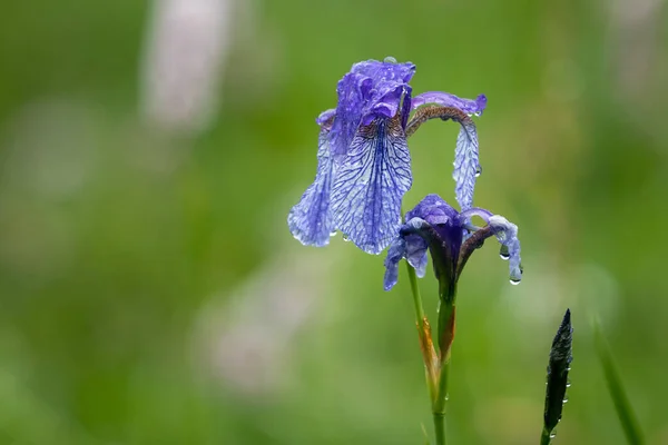 Primer Plano Iris Siberiano Día Lluvioso Verano Gotas Agua Fondo — Foto de Stock