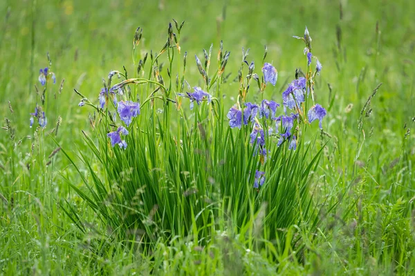 Primer Plano Iris Siberiano Día Lluvioso Verano Gotas Agua Fondo — Foto de Stock