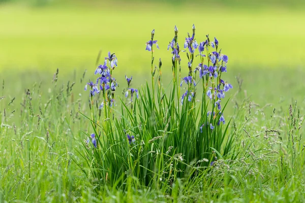 Primo Piano Iris Siberiana Una Giornata Piovosa Estate Gocce Acqua — Foto Stock