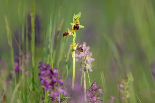 Early Spider Orchid Ophrys Sphegodes Sunny Morning Spring Vienna Austria — Stock Photo, Image