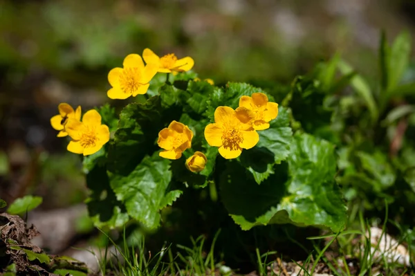 Group Kingcups Sunny Day Early Summer Austrian Alps — Stock Photo, Image