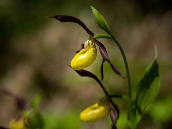 Closeup Lady Slipper Orchid Cypripedium Calceolus Springtime Austria — Stock Photo, Image