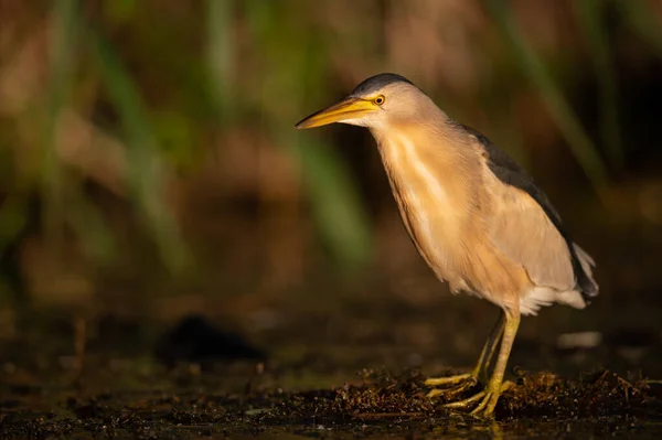 Portret Van Kleine Bittern Ixobrychus Minutus Een Zonnige Ochtend Zomer — Stockfoto