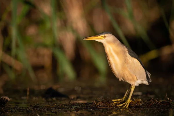 Portrait Little Bittern Ixobrychus Minutus Sunny Morning Summer Vienna Austria Stock Image